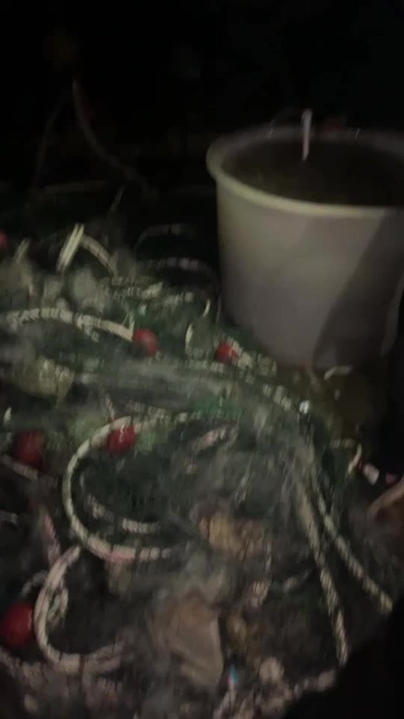 鲜活梭子蟹