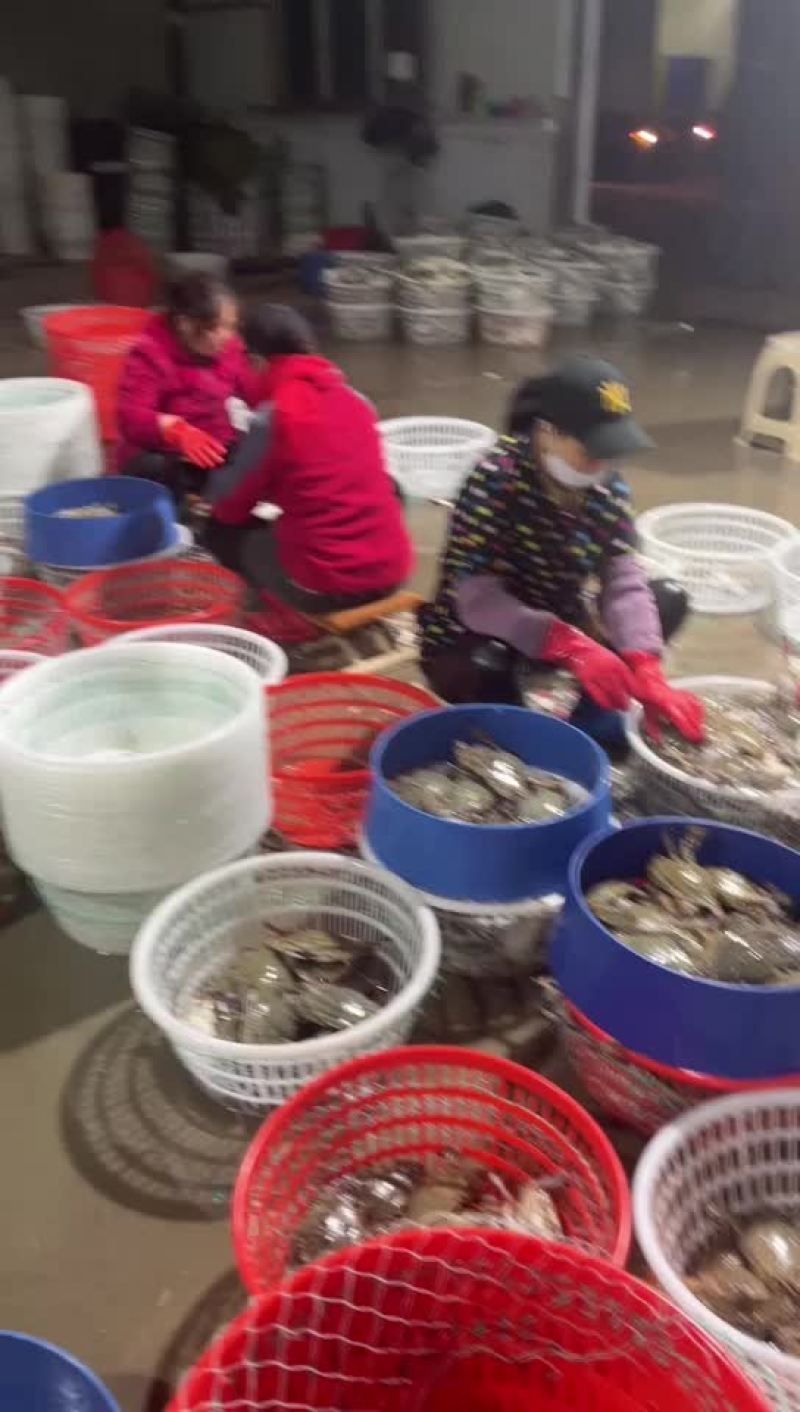 鲜活梭子蟹