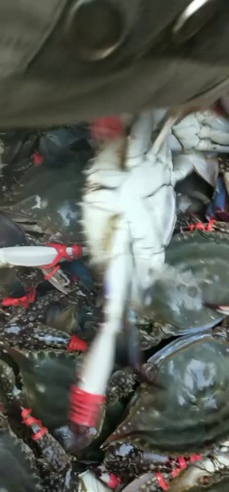 鲜活梭子蟹