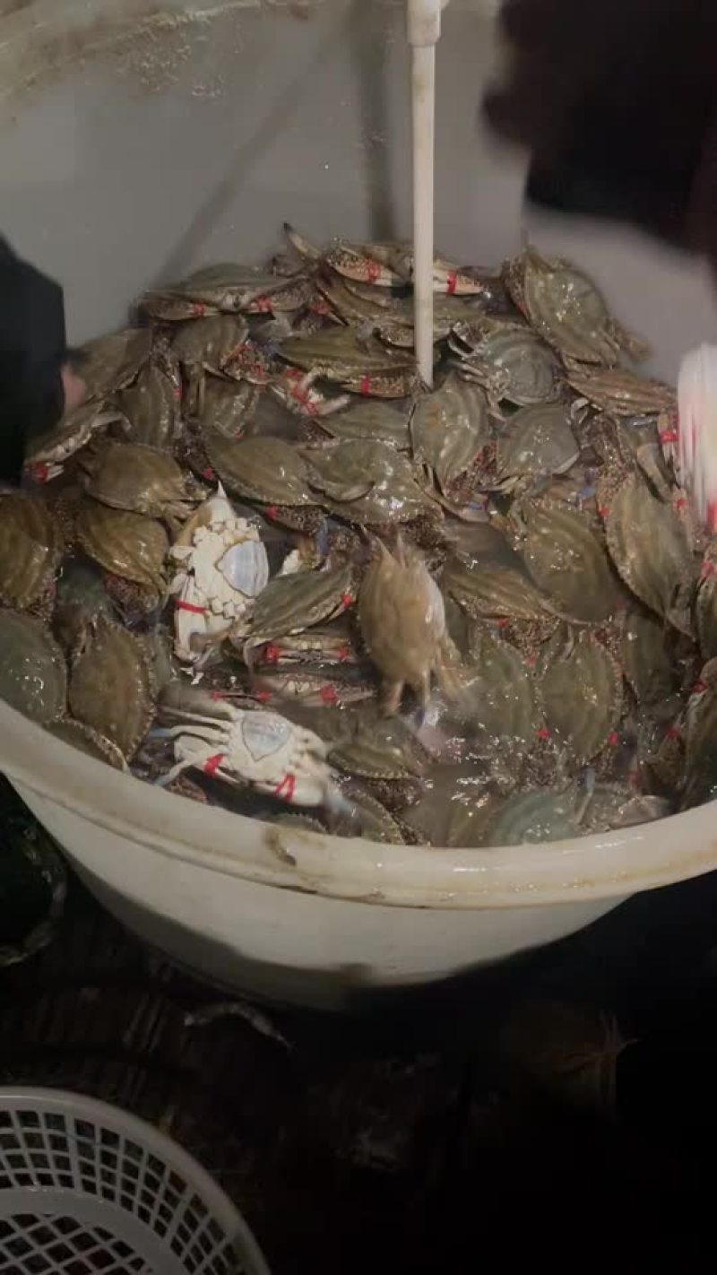 鲜活梭子蟹