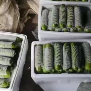 精品西葫芦大量现货供应