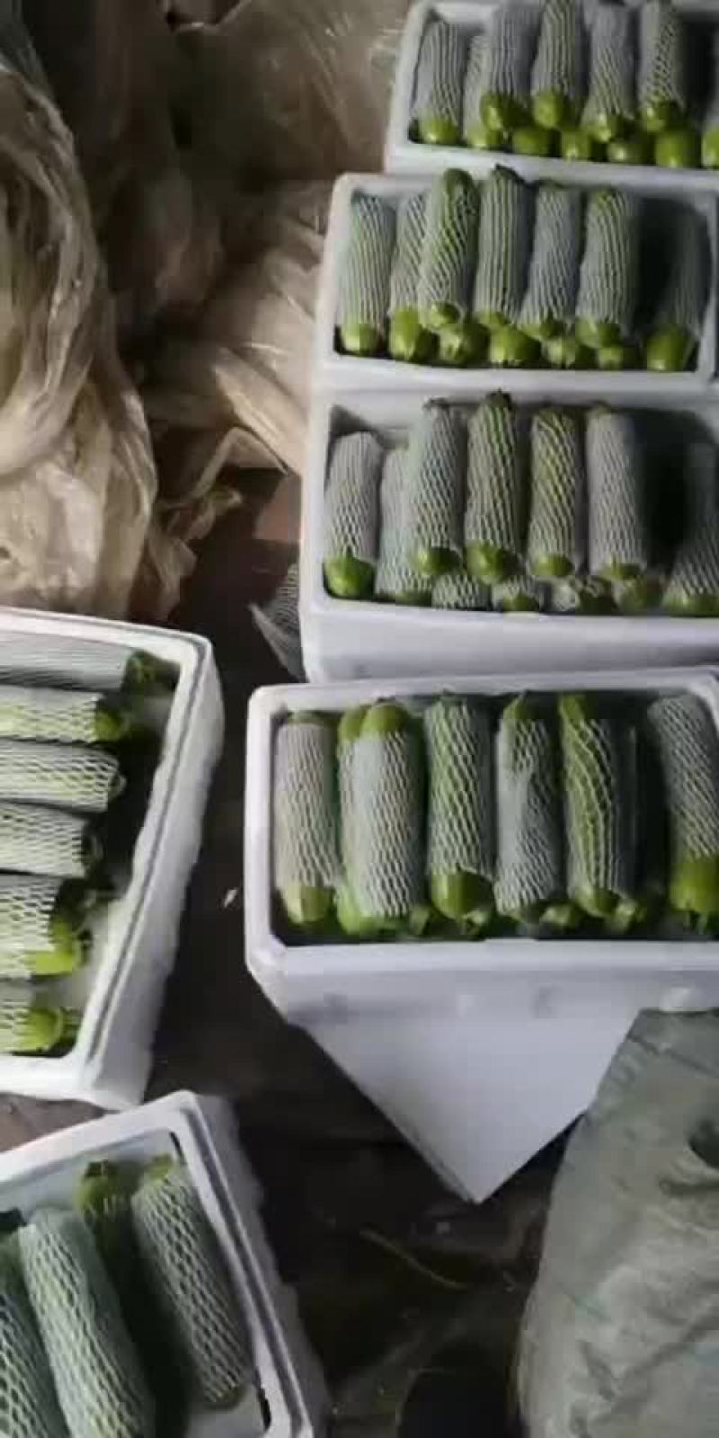 精品西葫芦大量现货供应