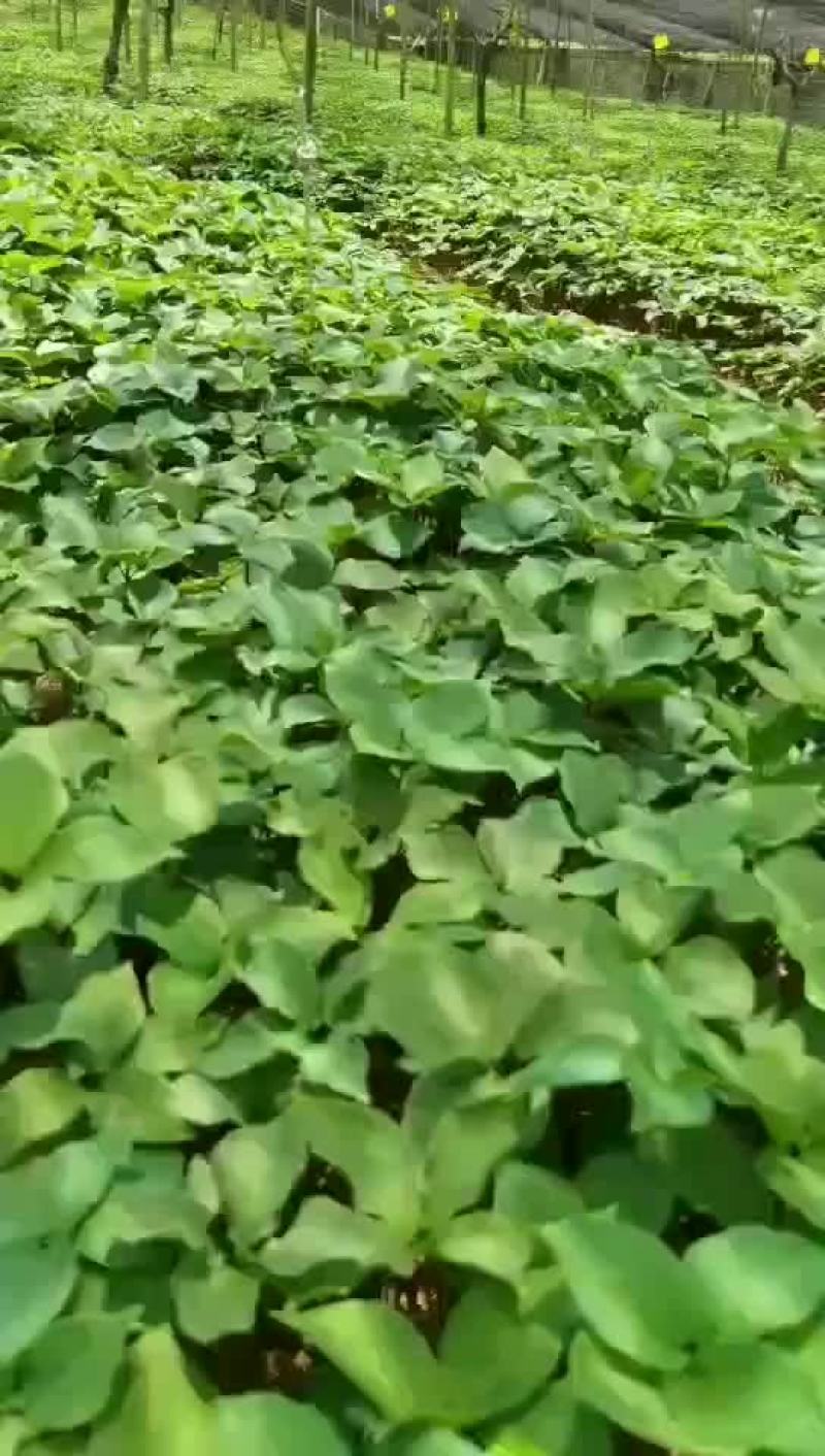 重楼苗