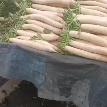 精品罗卜