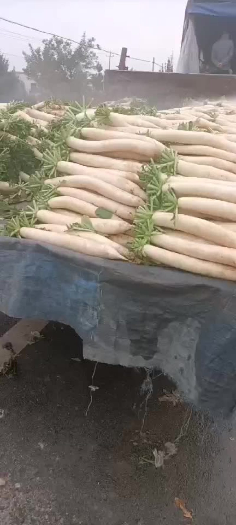 精品罗卜