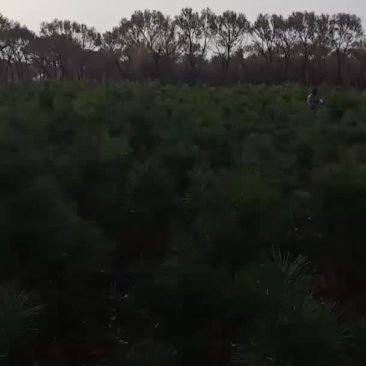 30杯一米起步定植油松