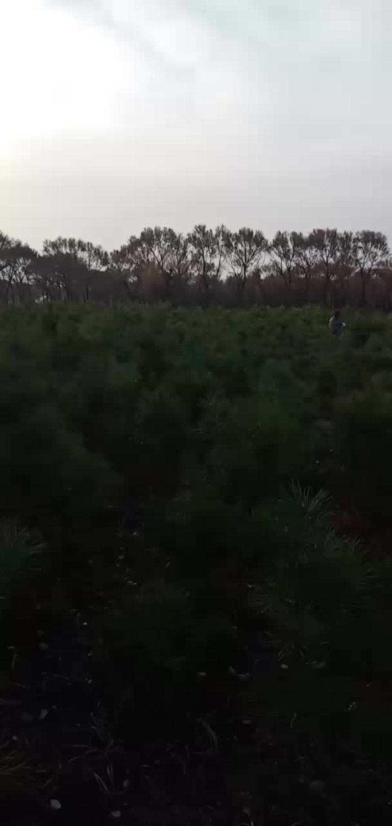 30杯一米起步定植油松