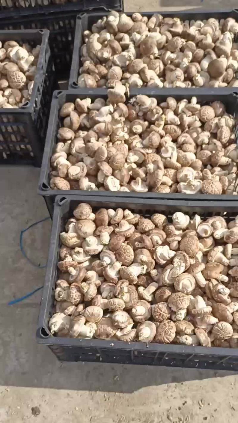 卢氏县鲜香菇808，花菇百分之八十以上，通货，选货俱可