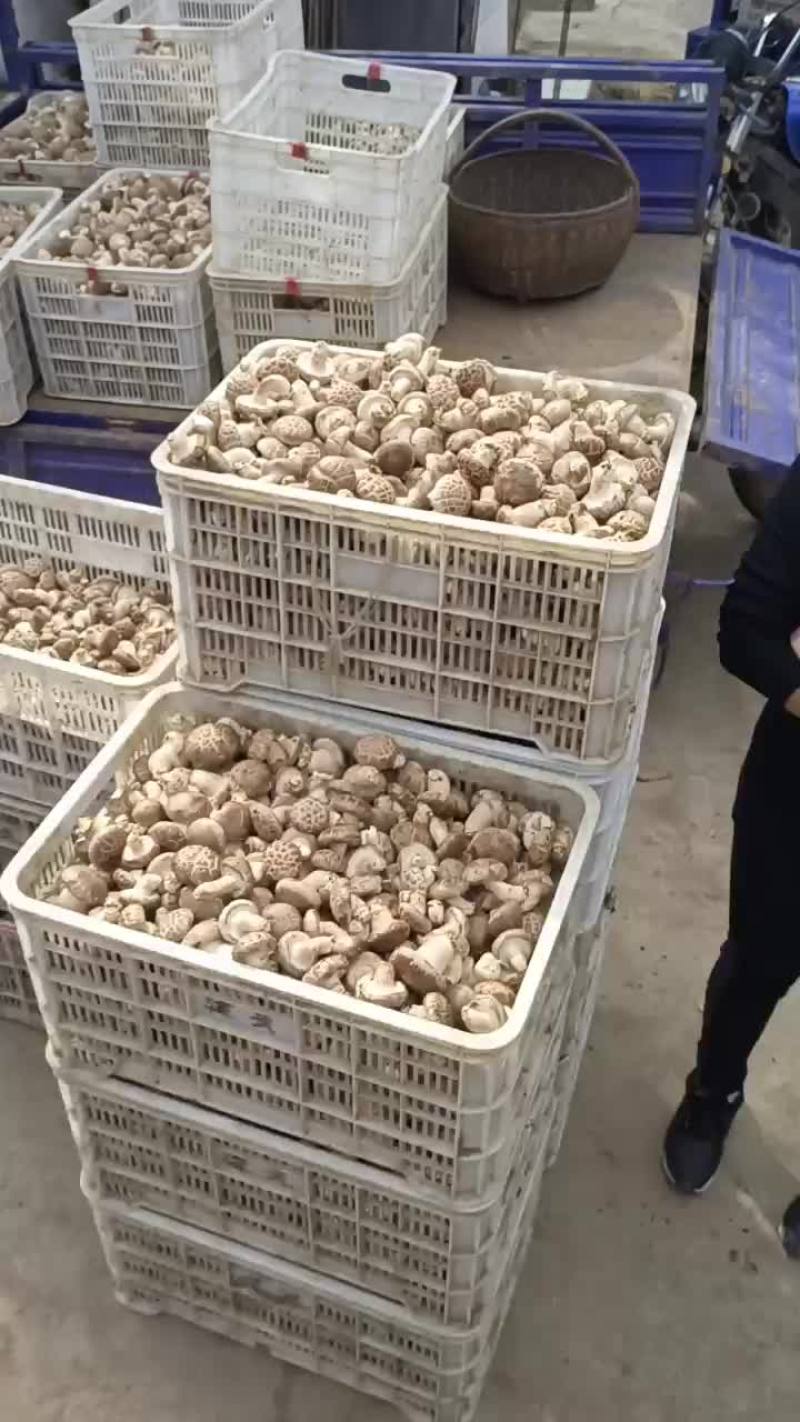 卢氏县鲜香菇808，花菇百分之八十以上，通货，选货俱可