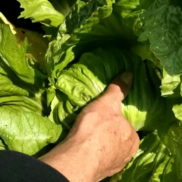 肉芥菜