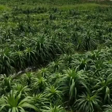 靓货，龙血树大叶，三支