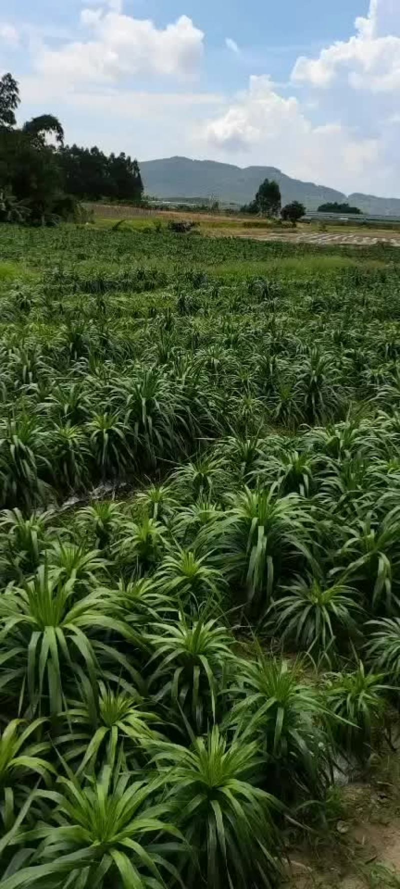 靓货，龙血树大叶，三支