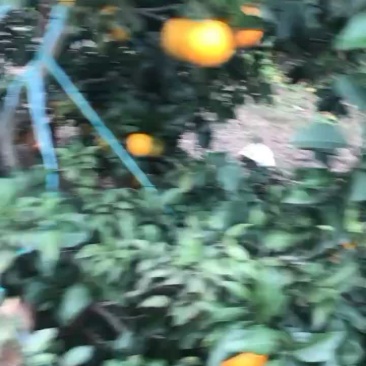 万亩果冻橙38号，大量上市