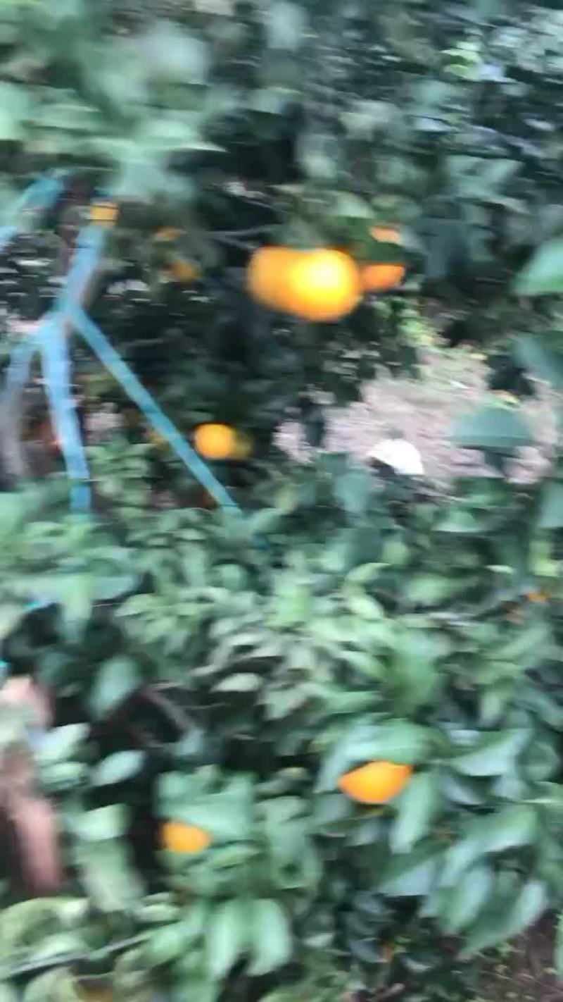 万亩果冻橙38号，大量上市