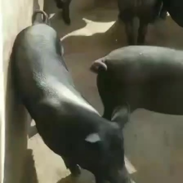 健康仔猪，疫苗全。