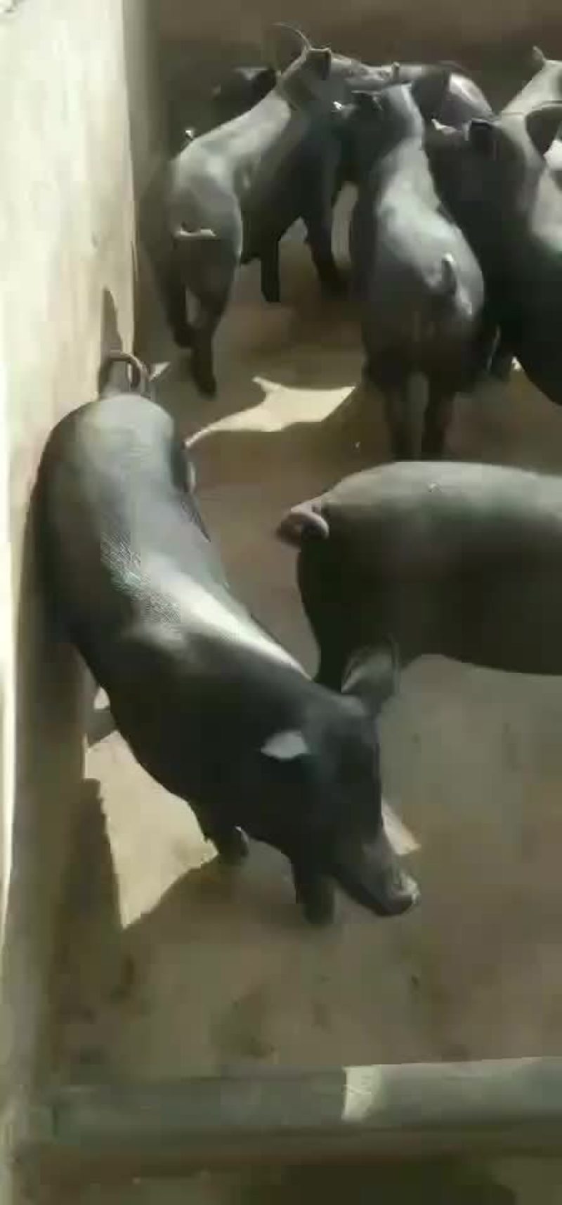 健康仔猪，疫苗全。