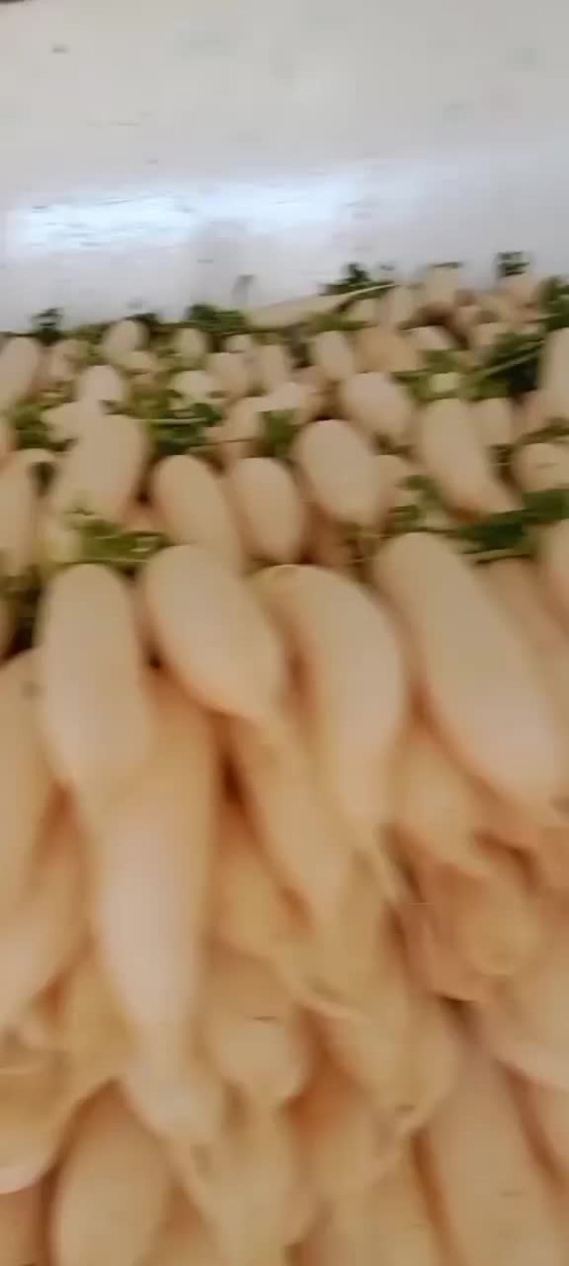 白萝卜