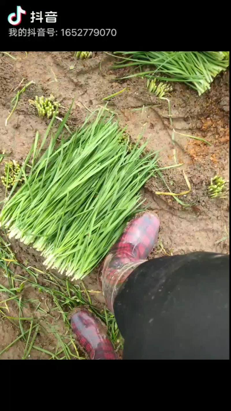 小叶韭菜
