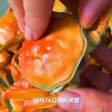 大闸蟹