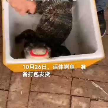 活体鳄鱼