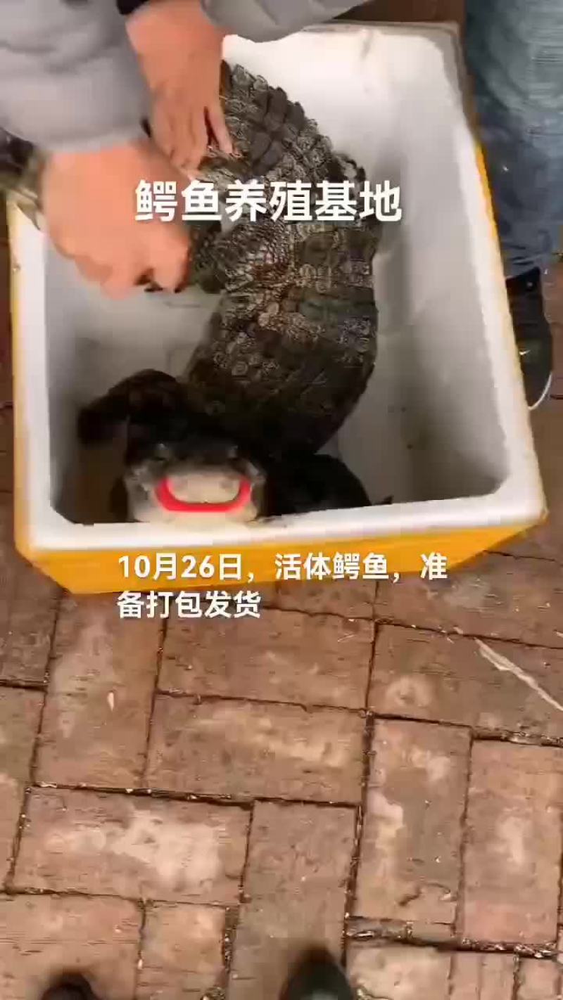 活体鳄鱼