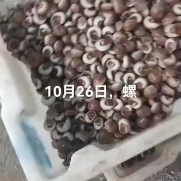 海螺