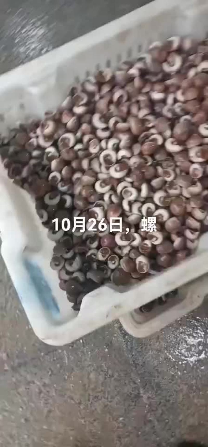 海螺