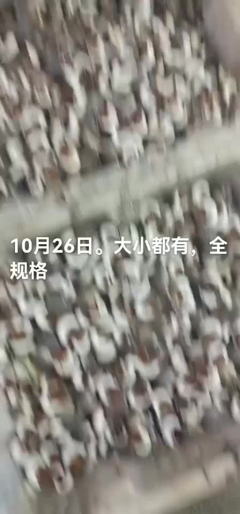 海螺