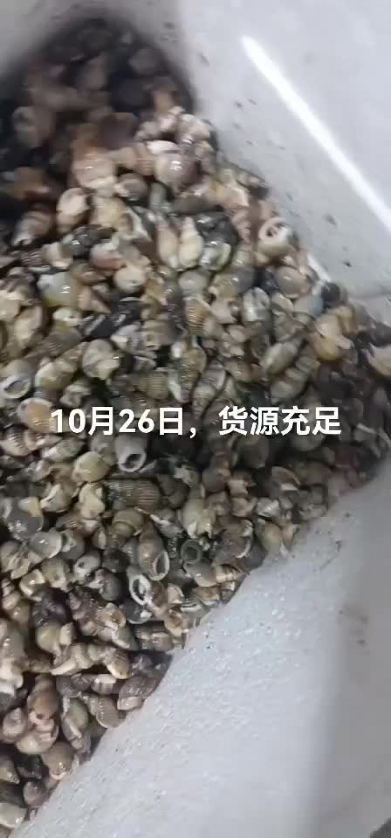 小海螺