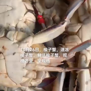 梭子蟹