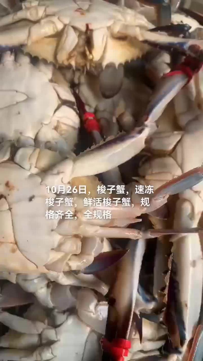 梭子蟹