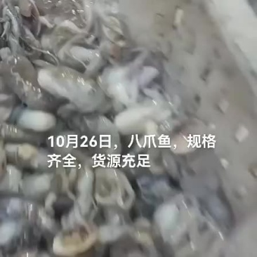 八爪鱼