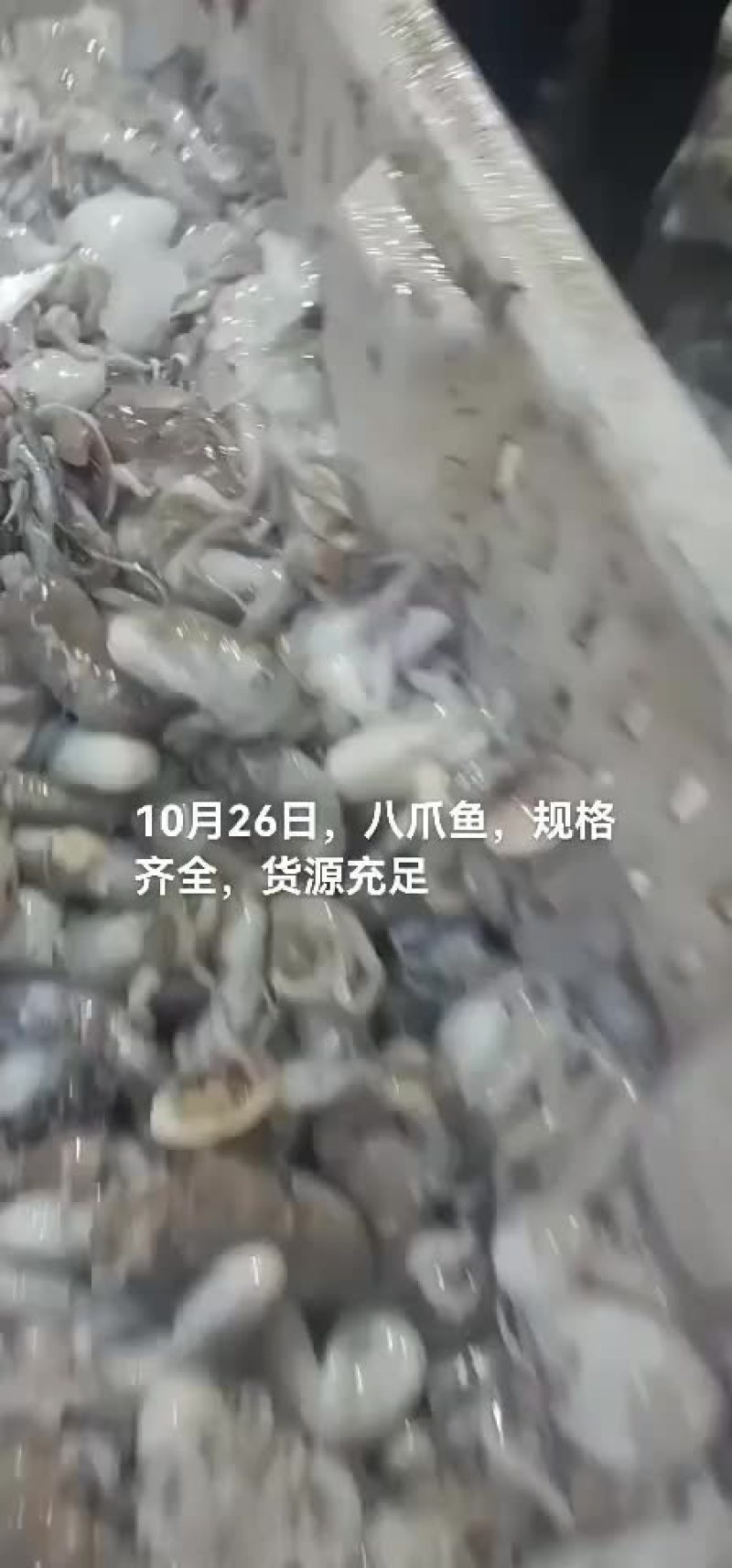 八爪鱼