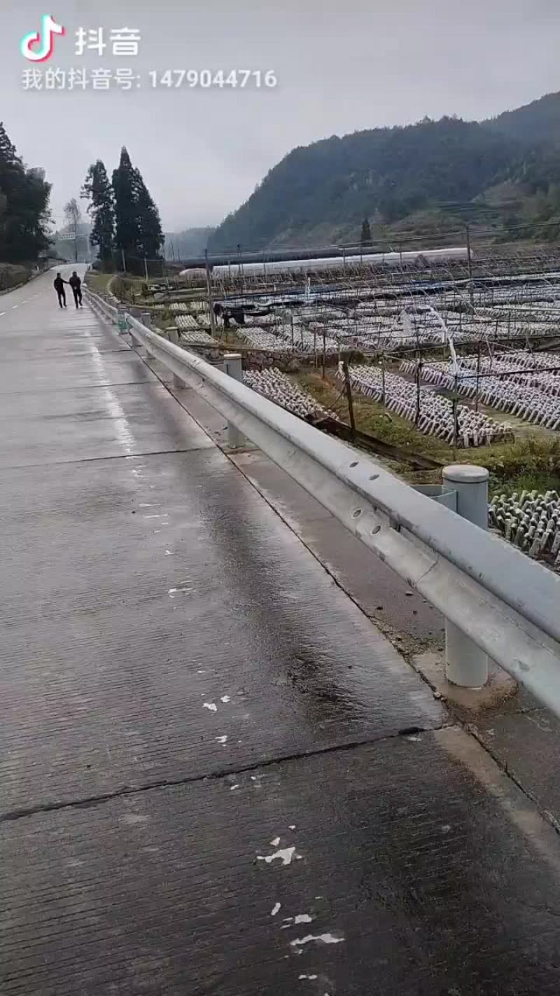 黑木耳