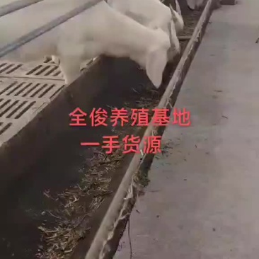 美国白山羊