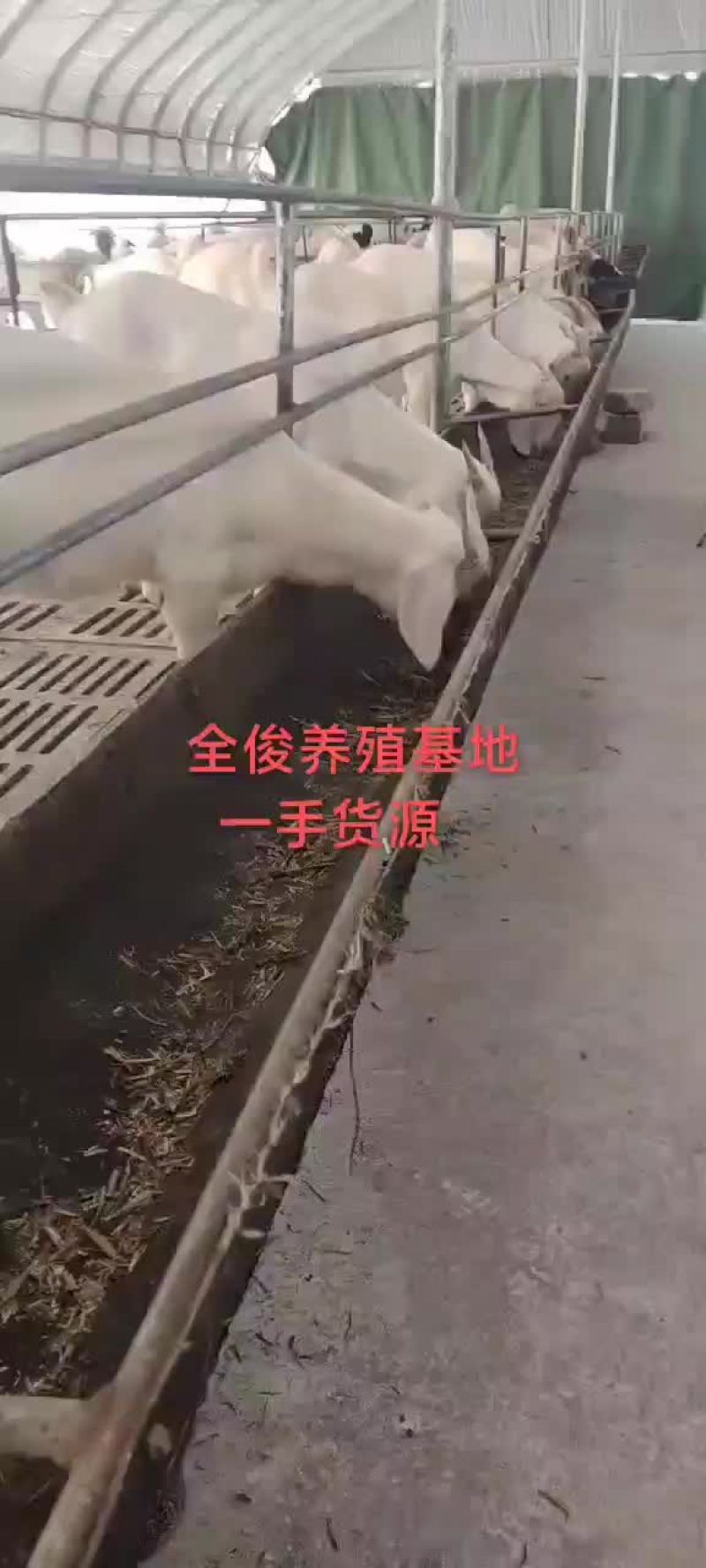 美国白山羊