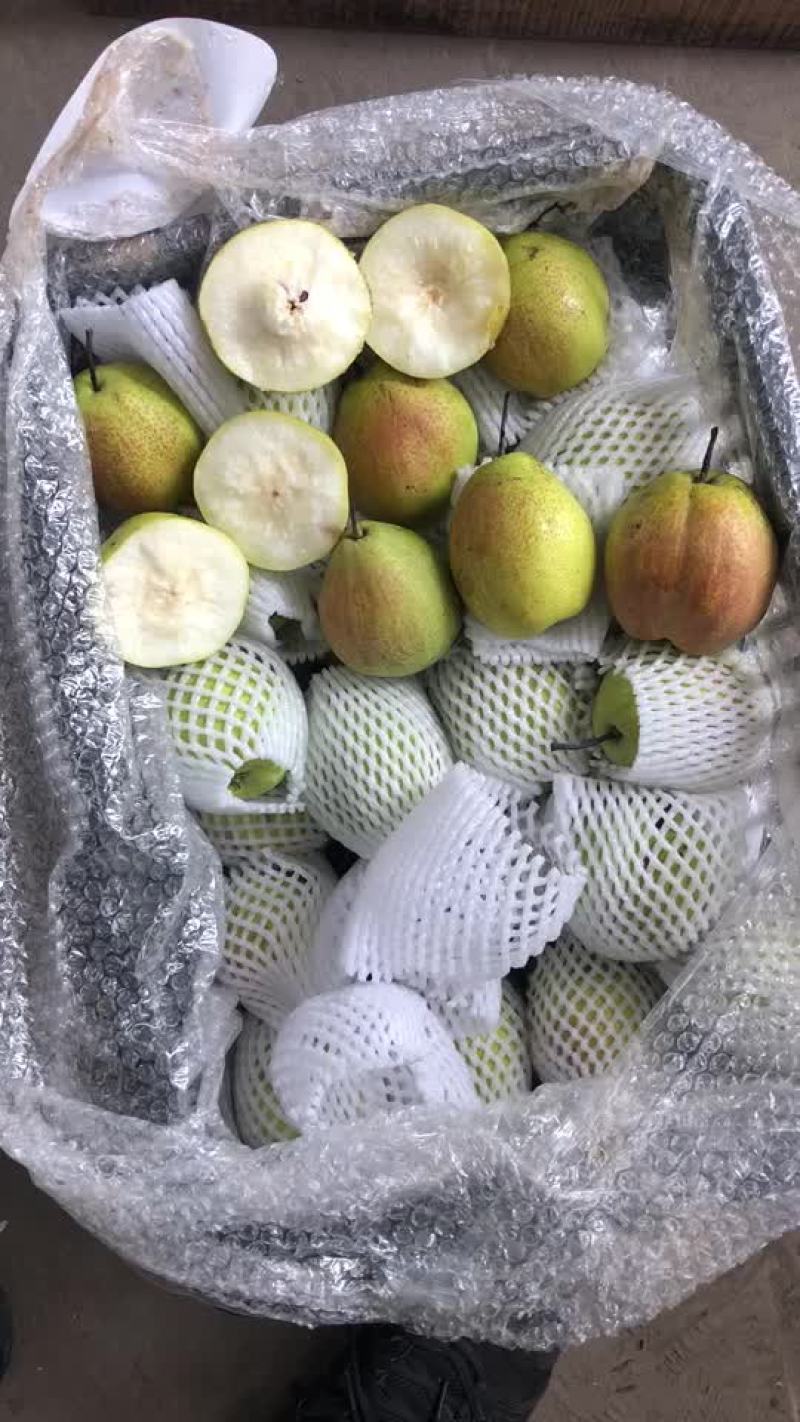 新梨七号，大量现货供应，电商，零售，批发均可！口敢好，价