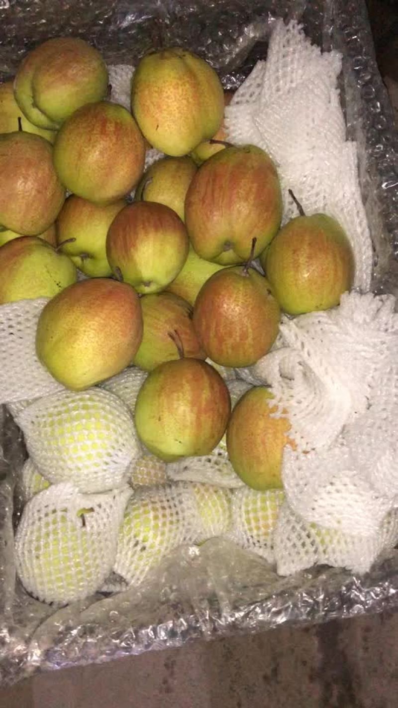 新梨七号，大量现货供应，电商，零售，批发均可！口敢好，价