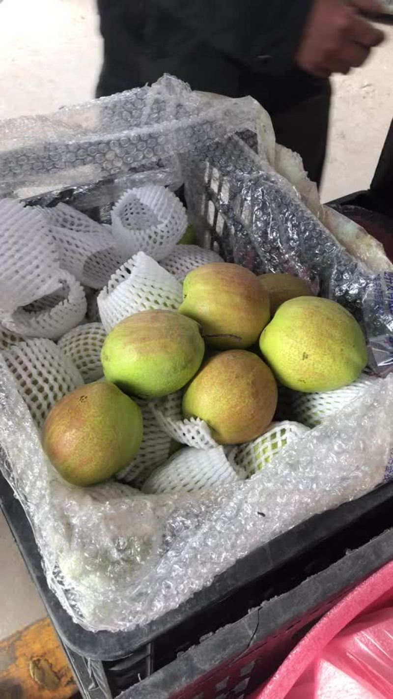 新梨七号，大量现货供应，电商，零售，批发均可！口敢好，价