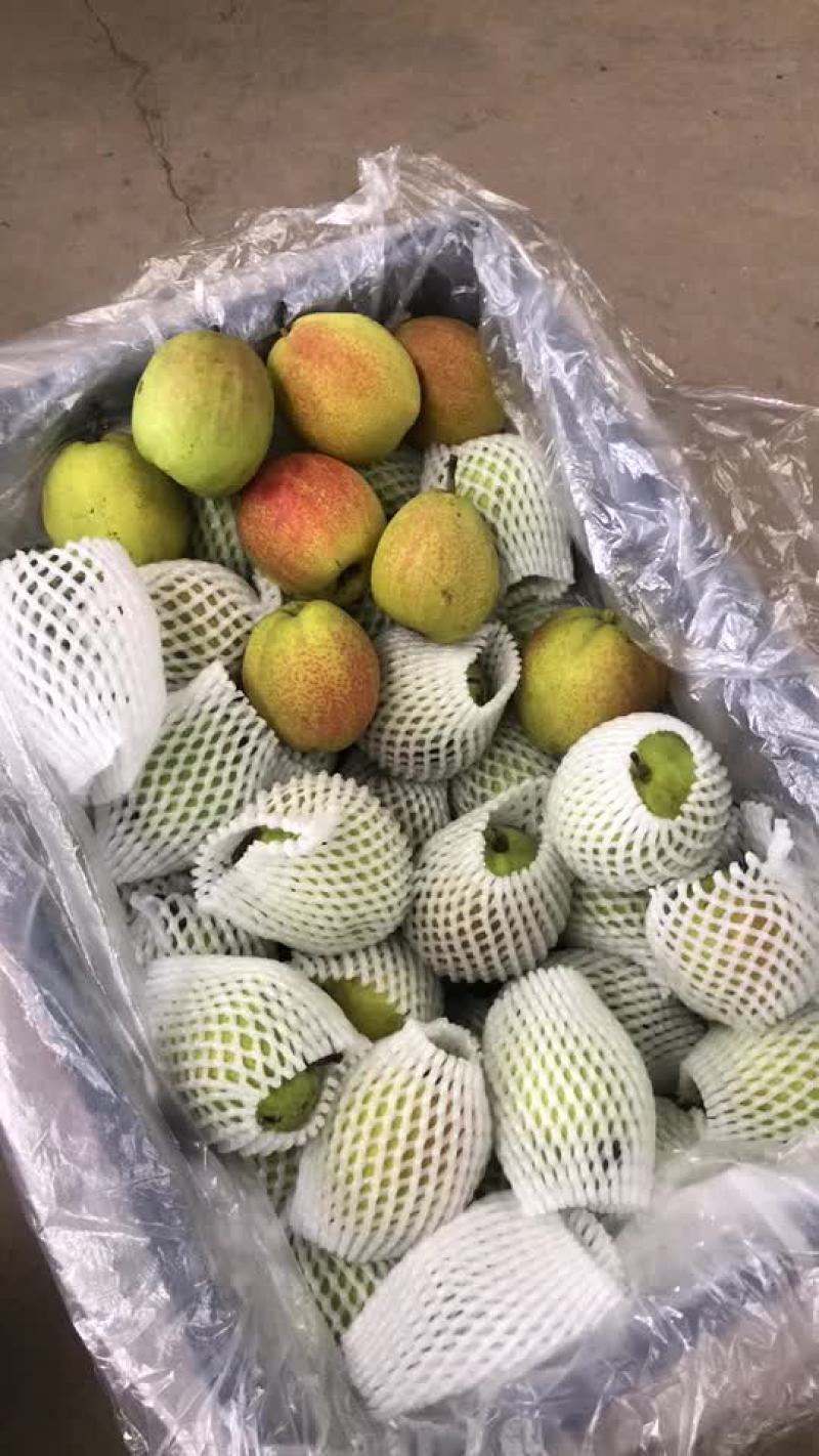 新梨七号，大量现货供应，电商，零售，批发均可！口敢好，价