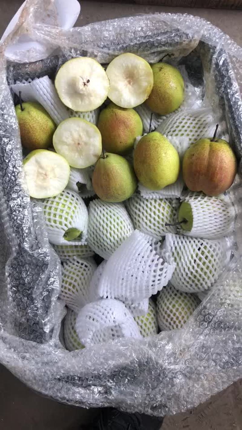 新梨七号，大量现货供应，电商，零售，批发均可！口敢好，价