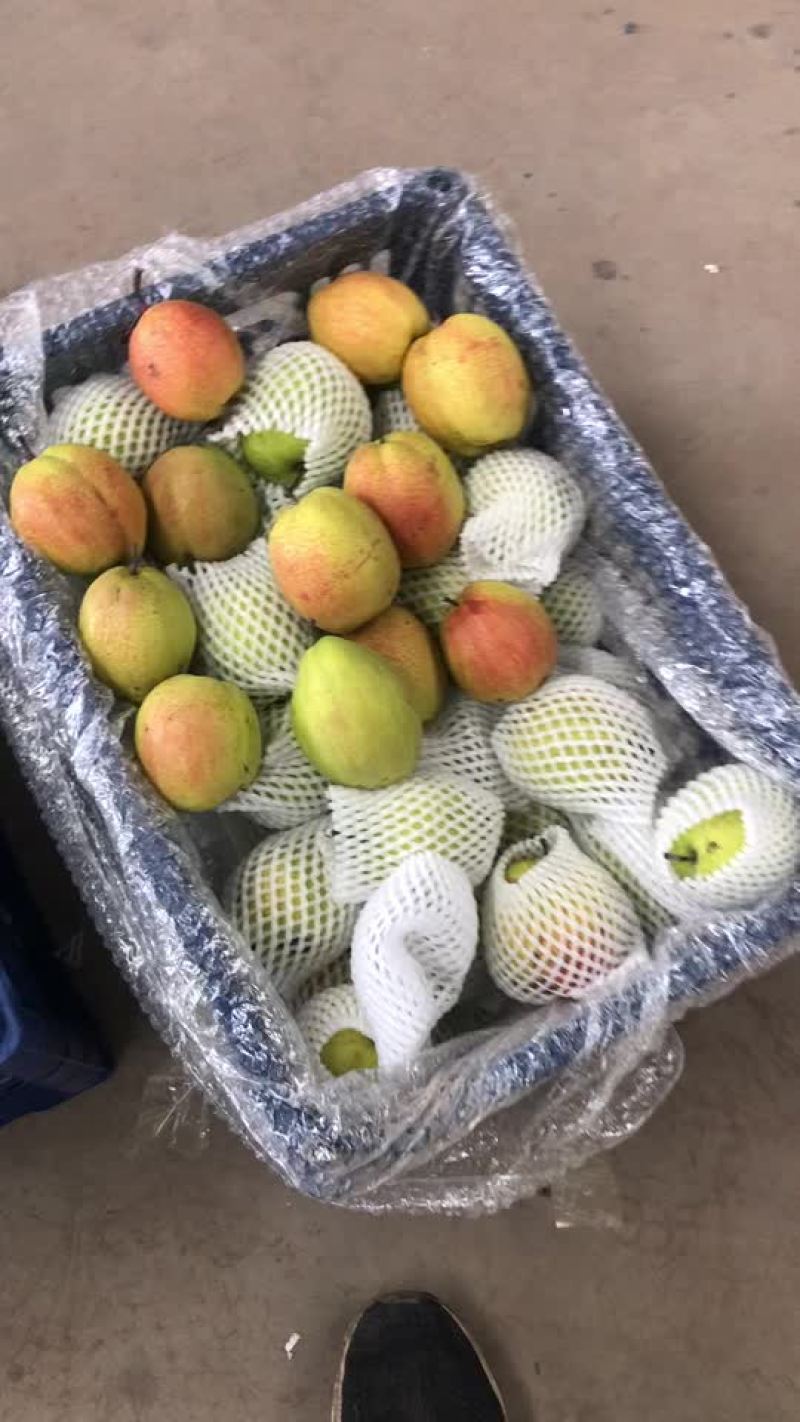 新梨七号，大量现货供应，电商，零售，批发均可！口敢好，价