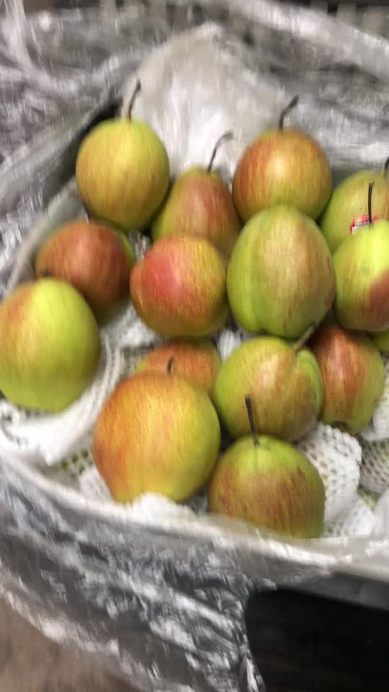 新梨七号，大量现货供应，电商，零售，批发均可！口敢好，价