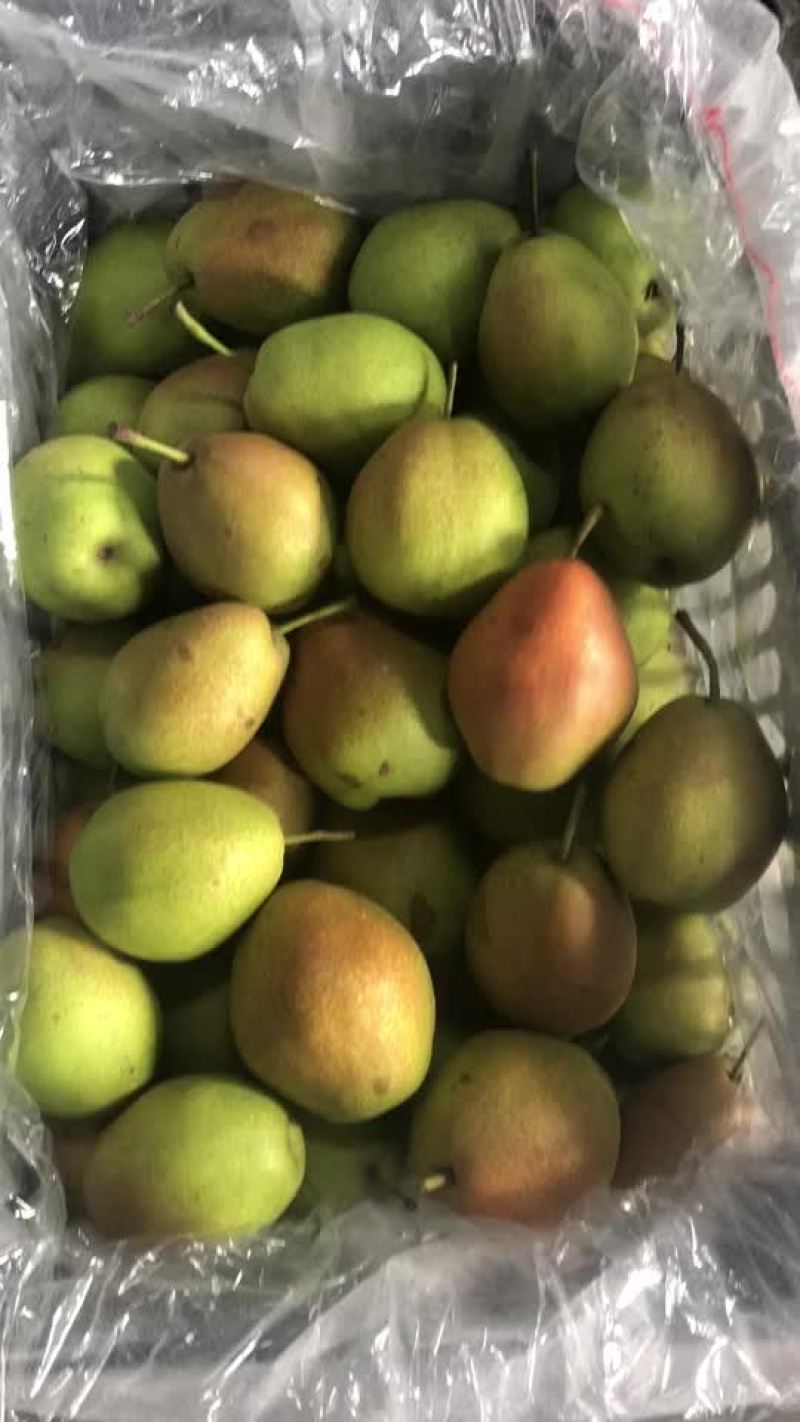 红香酥梨🍐海量货源，价格便宜，电商零售批发均可
