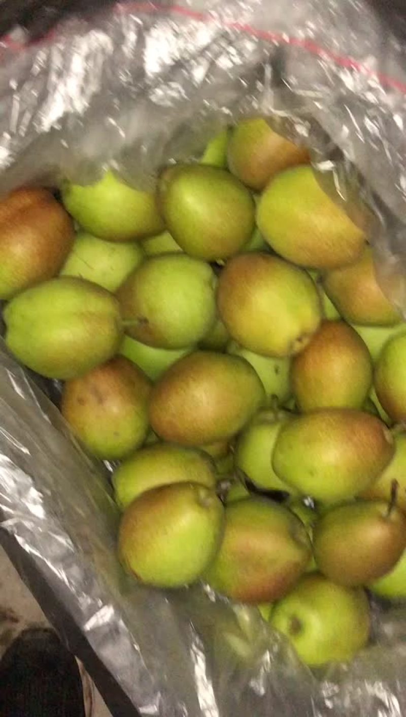 红香酥梨🍐海量货源，价格便宜，电商零售批发均可