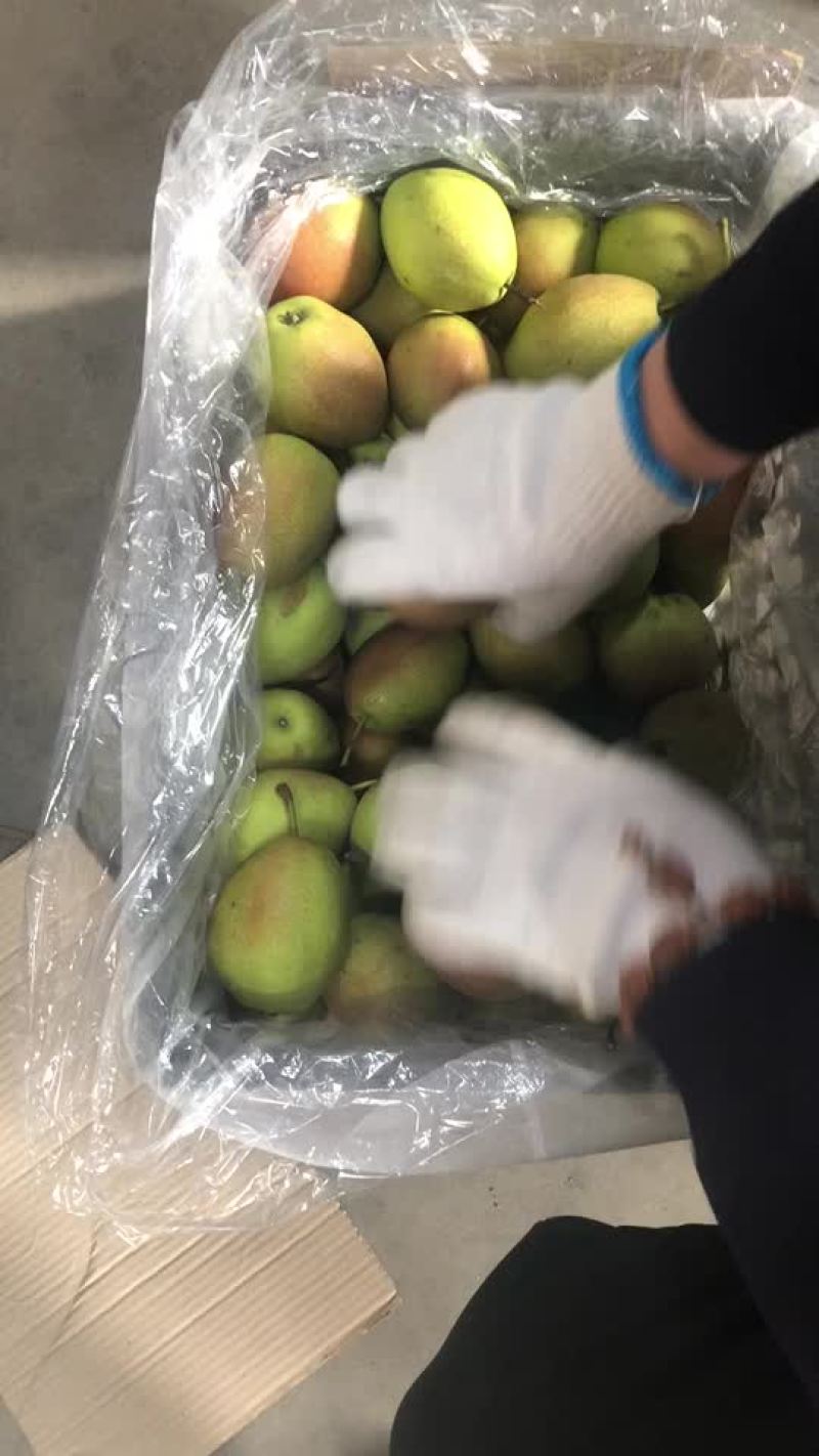红香酥梨🍐海量货源，价格便宜，电商零售批发均可