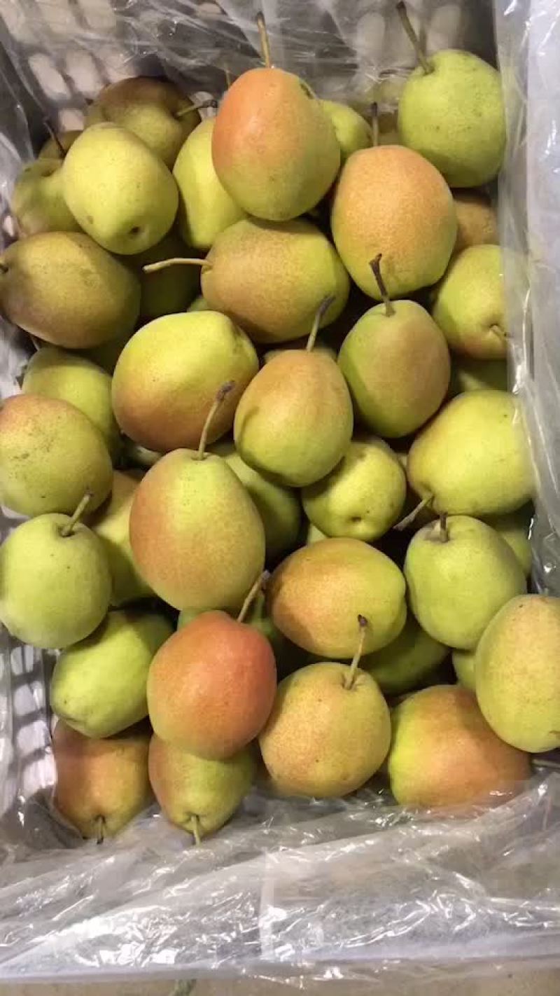 红香酥梨🍐海量货源，价格便宜，电商零售批发均可