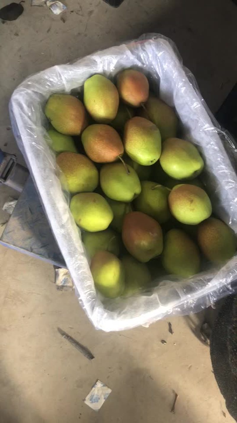 红香酥梨🍐海量货源，价格便宜，电商零售批发均可