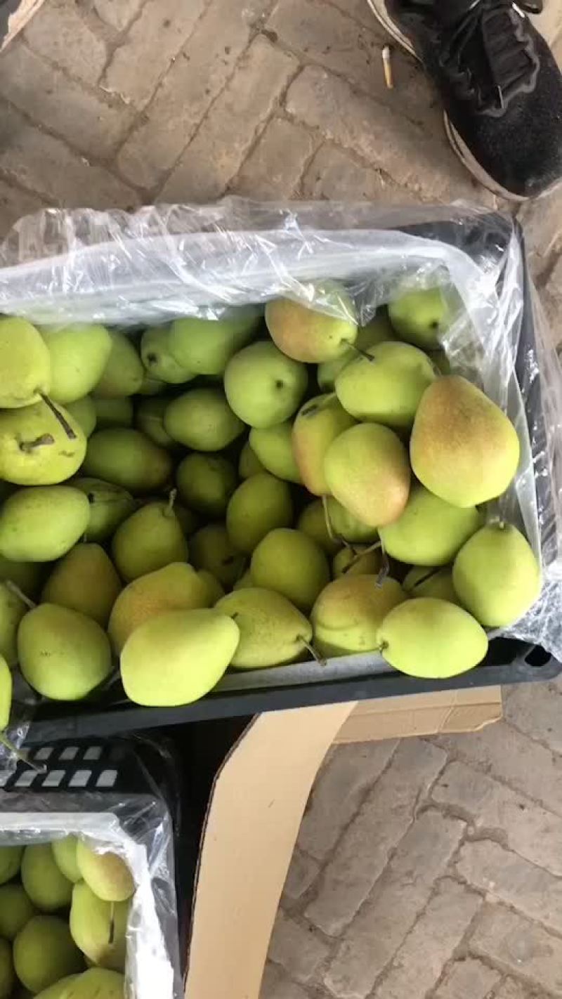 红香酥梨🍐海量货源，价格便宜，电商零售批发均可