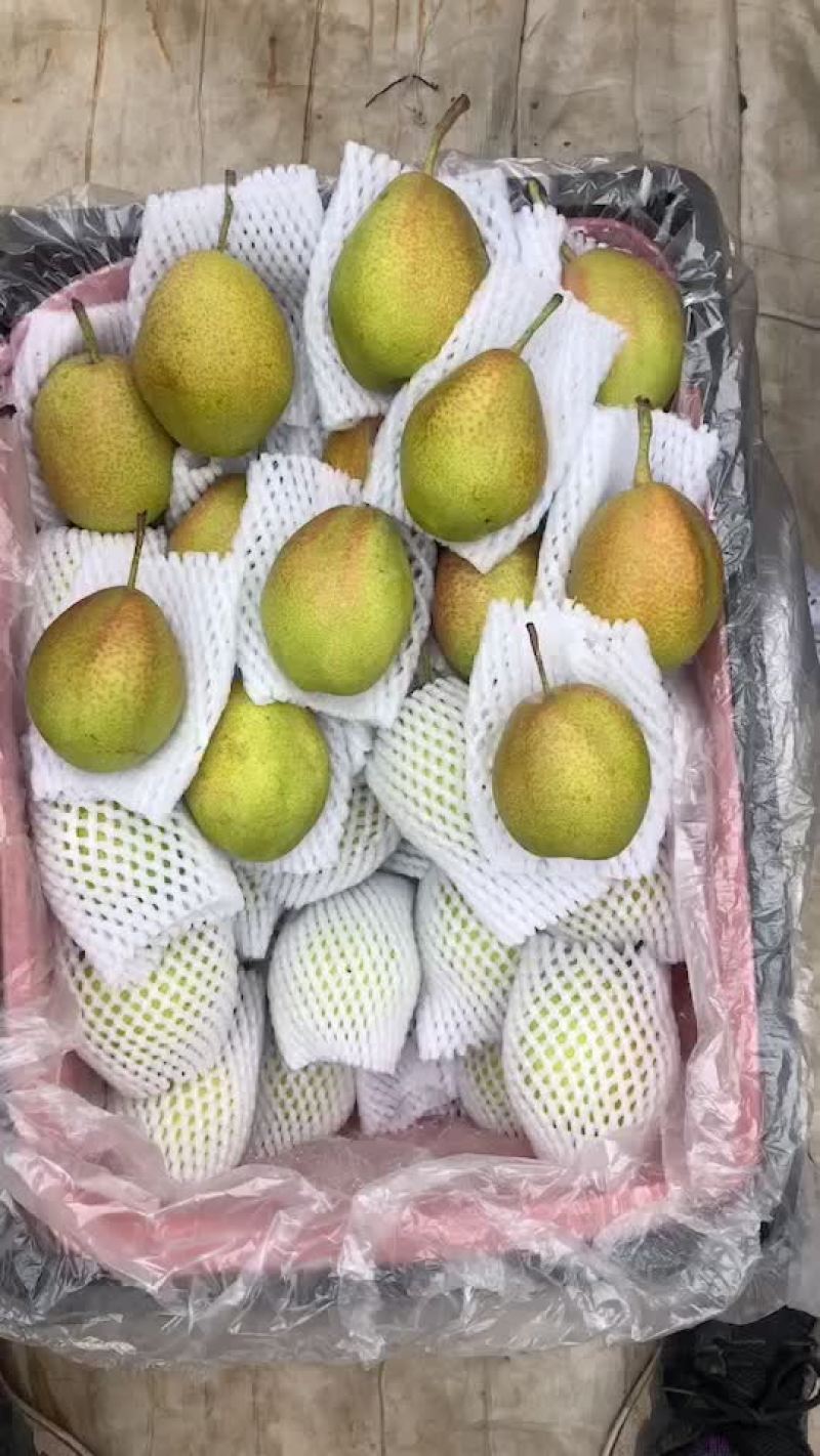 红香酥梨🍐海量货源，价格便宜，电商零售批发均可